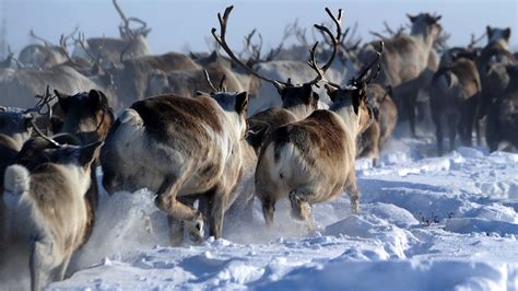 What Is A Group Of Reindeer Called