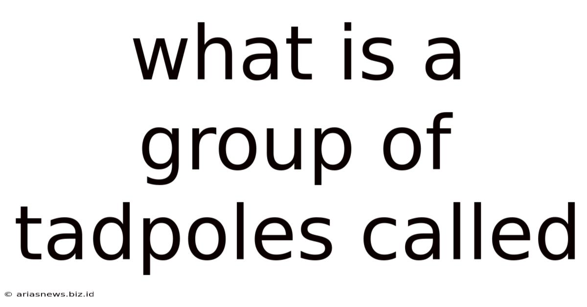 What Is A Group Of Tadpoles Called