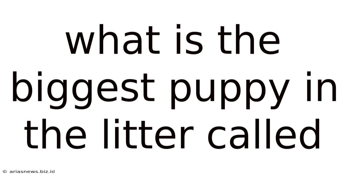 What Is The Biggest Puppy In The Litter Called