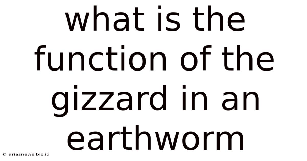 What Is The Function Of The Gizzard In An Earthworm