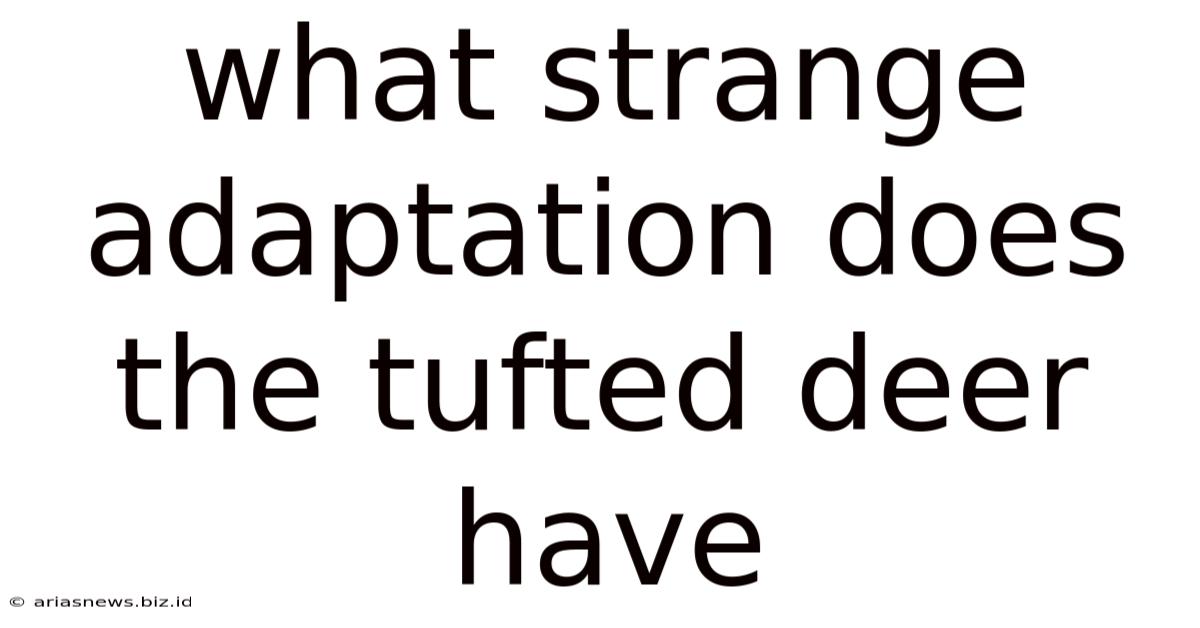 What Strange Adaptation Does The Tufted Deer Have