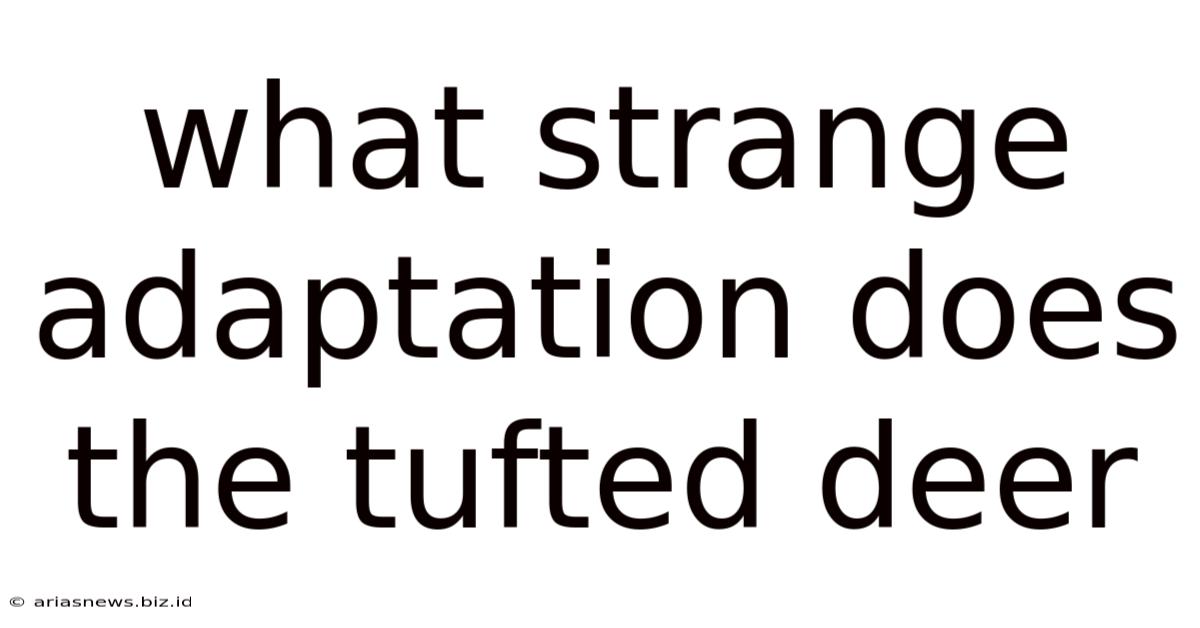 What Strange Adaptation Does The Tufted Deer