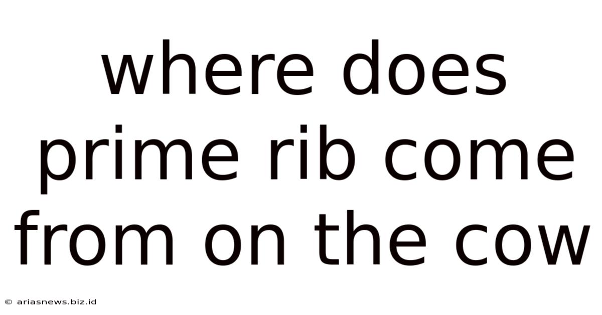 Where Does Prime Rib Come From On The Cow