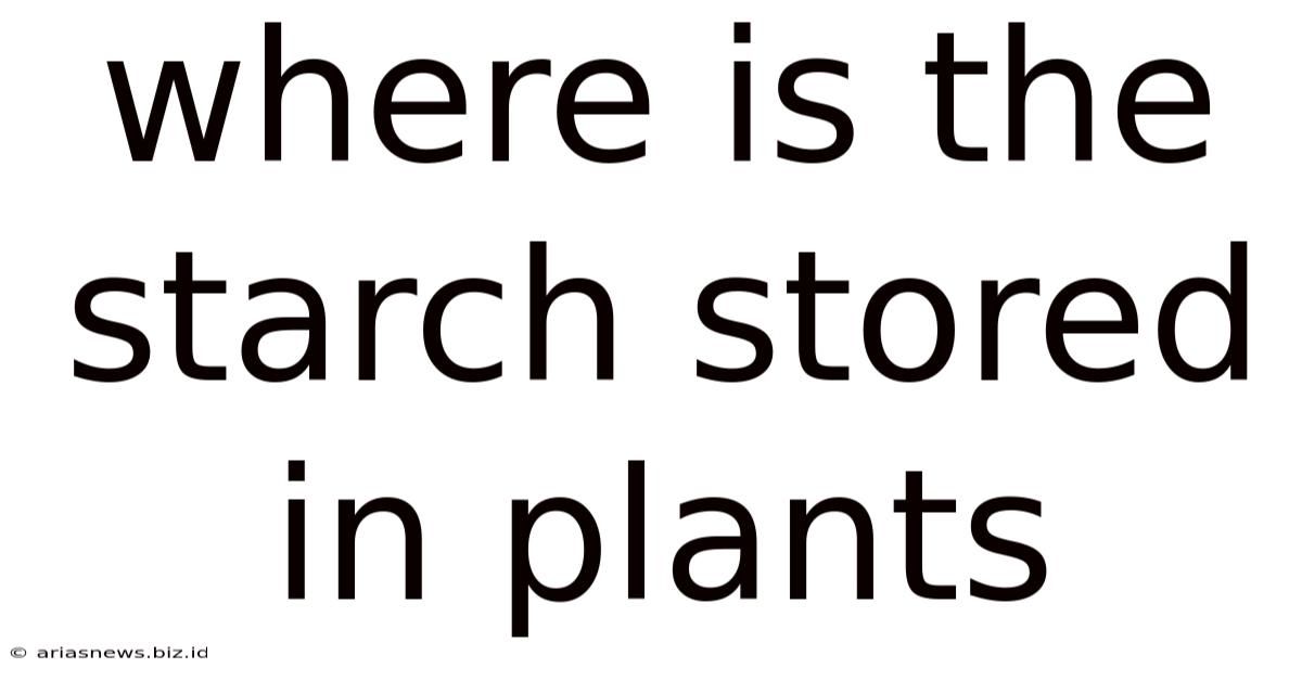 Where Is The Starch Stored In Plants