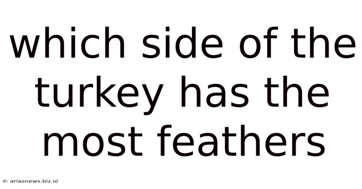 Which Side Of The Turkey Has The Most Feathers