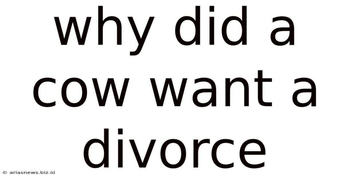 Why Did A Cow Want A Divorce