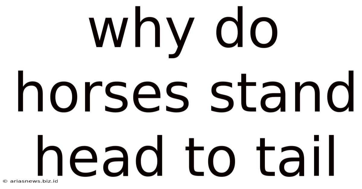 Why Do Horses Stand Head To Tail