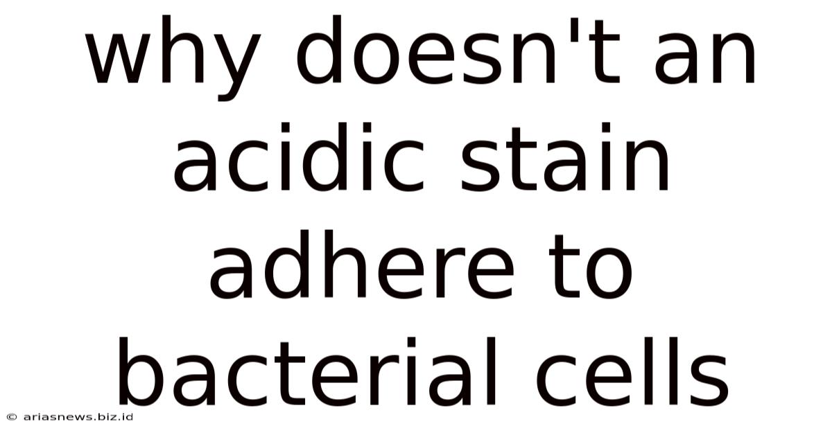 Why Doesn't An Acidic Stain Adhere To Bacterial Cells