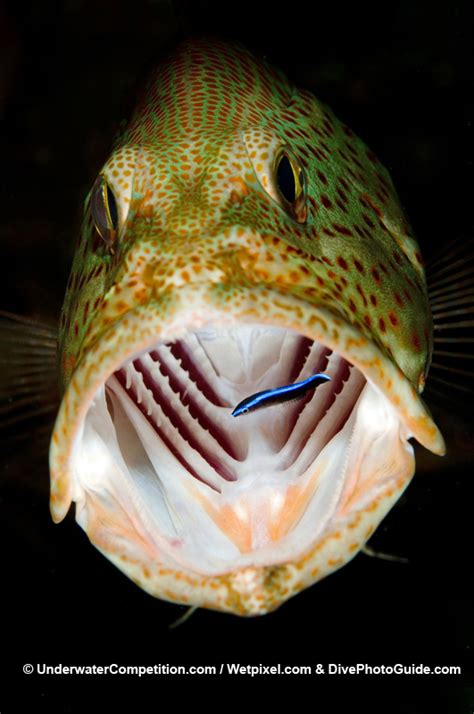 Wrasse Fish And Black Sea Bass Relationship